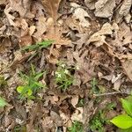 Houstonia longifolia Flor