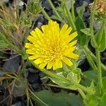 Hieracium amplexicaule Flower