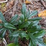 Chimaphila umbellata Blad