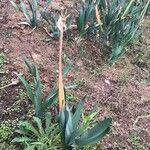 Helichrysum gossypinum Blad