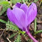 Crocus vernus Blomma