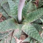 Aloe microstigma Leaf