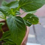 Capsicum frutescens Folha