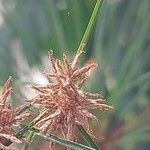 Cyperus papyrus Fruit