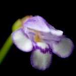 Torenia crustacea 花