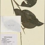 Ischnosiphon puberulus Hoja