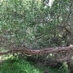 Leptospermum laevigatum Habitat