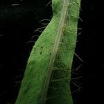 Meconopsis manasluensis Blad