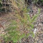 Eupatorium capillifolium Leaf