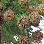 Cryptomeria japonicaFruto