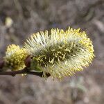 Salix L.Flor