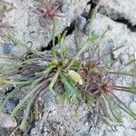 Ranunculus minimus Feuille