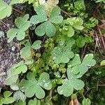 Oxalis exilis Hoja