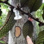 Diospyros brassica Лист