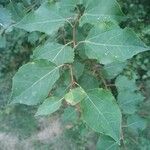 Populus tremuloides Feuille