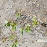 Anisosciadium orientale Mosusu