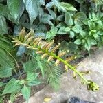 Blechnum orientale Лист