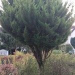 Cupressus macrocarpa 形态