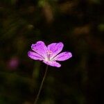 Geranium sanguineum Flower