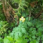 Corydalis nobilis Blatt