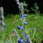 Lupinus covillei Hábito