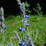 Lupinus covillei