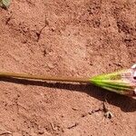 Rothmannia urcelliformis Flower