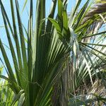 Sabal causiarum Leaf