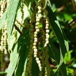 Boehmeria penduliflora Frutto