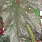 Begonia aconitifolia Blad