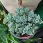 Lampranthus deltoides Leaf