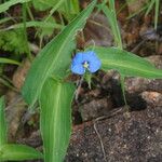 Commelina ensifolia 花