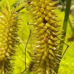 Carex pseudocyperus फल