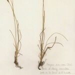 Juncus gerardi Агульны выгляд