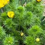 Adonis vernalis Feuille