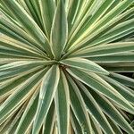 Agave vivipara Fuelha