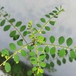 Phyllanthus tenellus Blatt