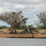 Vachellia tortilis Hoja