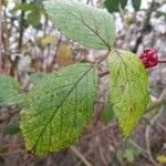 Rubus fruticosus Hoja