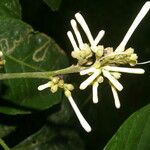 Angostura granulosa 果実