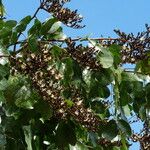 Julbernardia paniculata Hábito