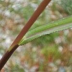 Echinochloa crus-galli Liść