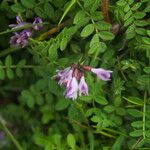 Astragalus sikkimensis Habitus