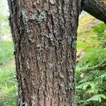 Quercus × rosacea Bark