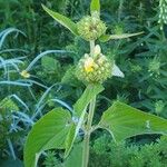 Phlomis russelianaFlower