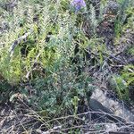 Phacelia congesta موطن