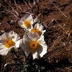 Argemone corymbosa Virág