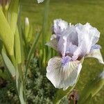 Iris pumila Virág