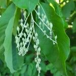 Oxydendrum arboreum Fruit