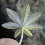 Potentilla alchemilloides Drugo